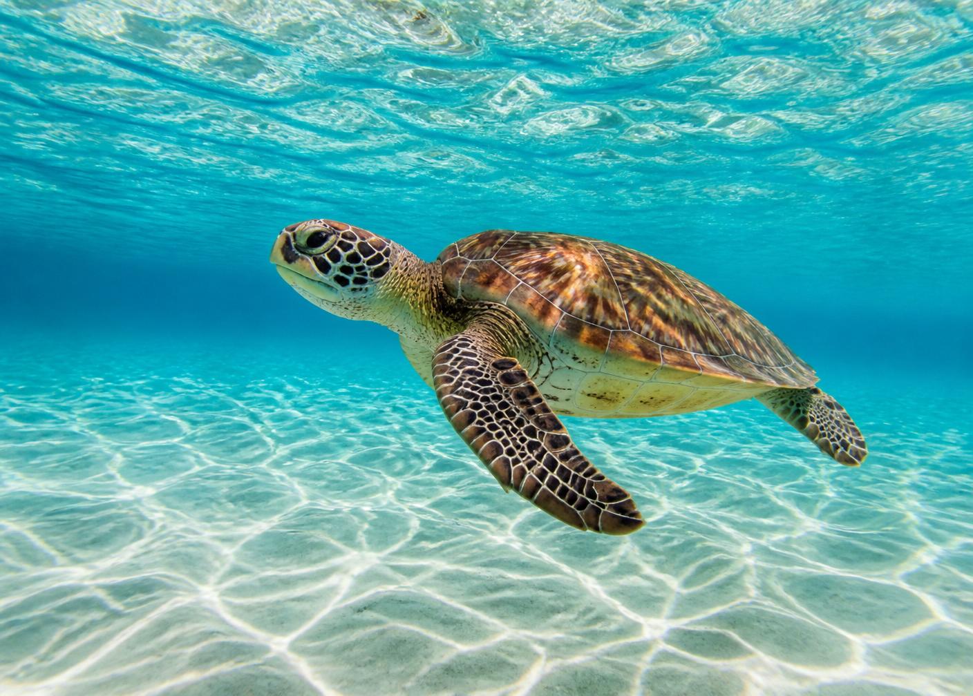 Sea turtle in clear Caribbean water